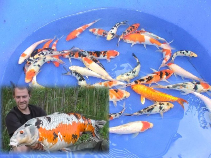koi.png